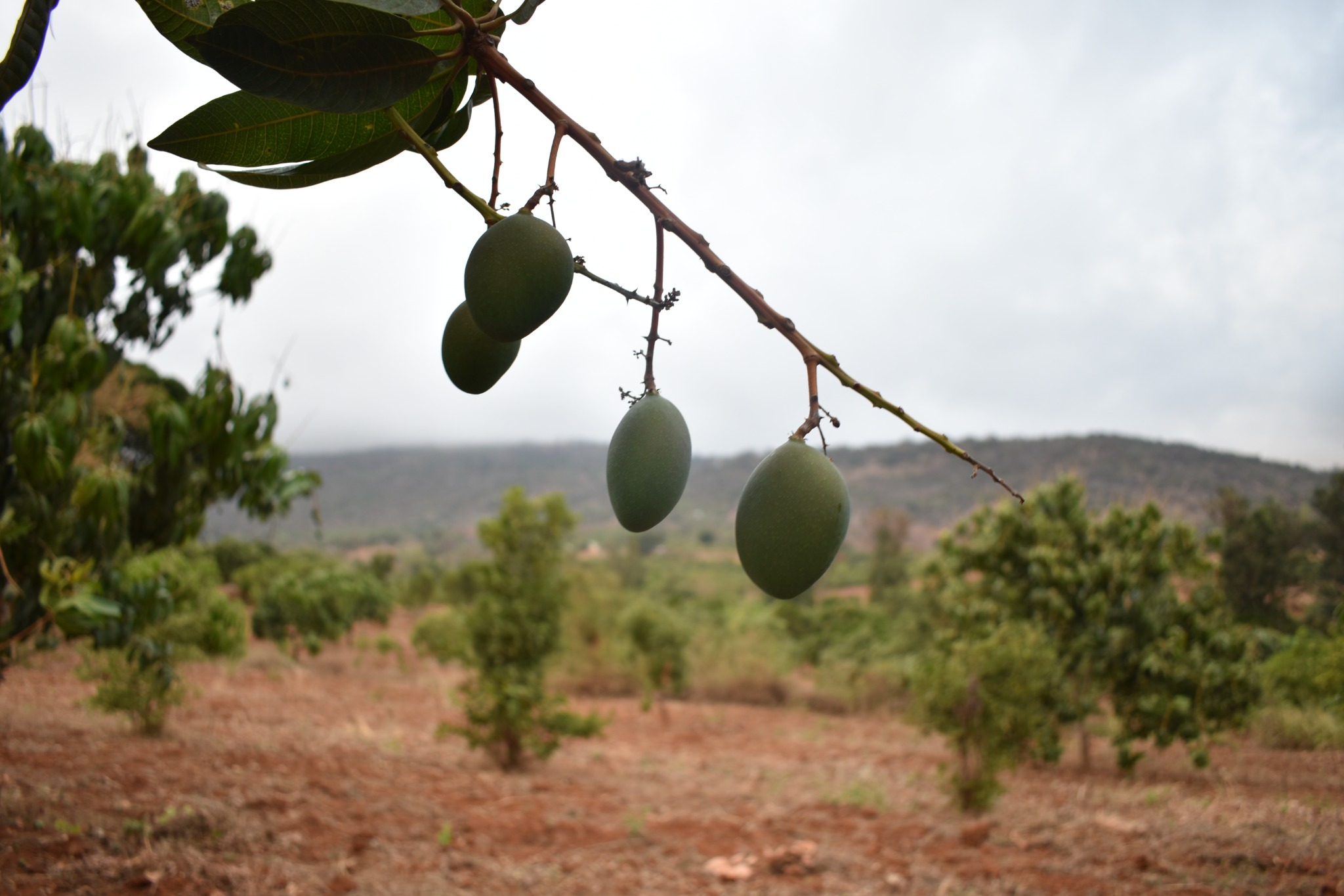 Mango orchard at the demonstration farm