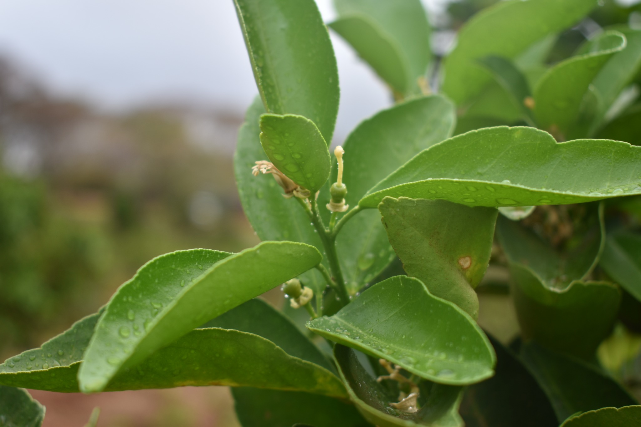 New growth at the demonstration farm