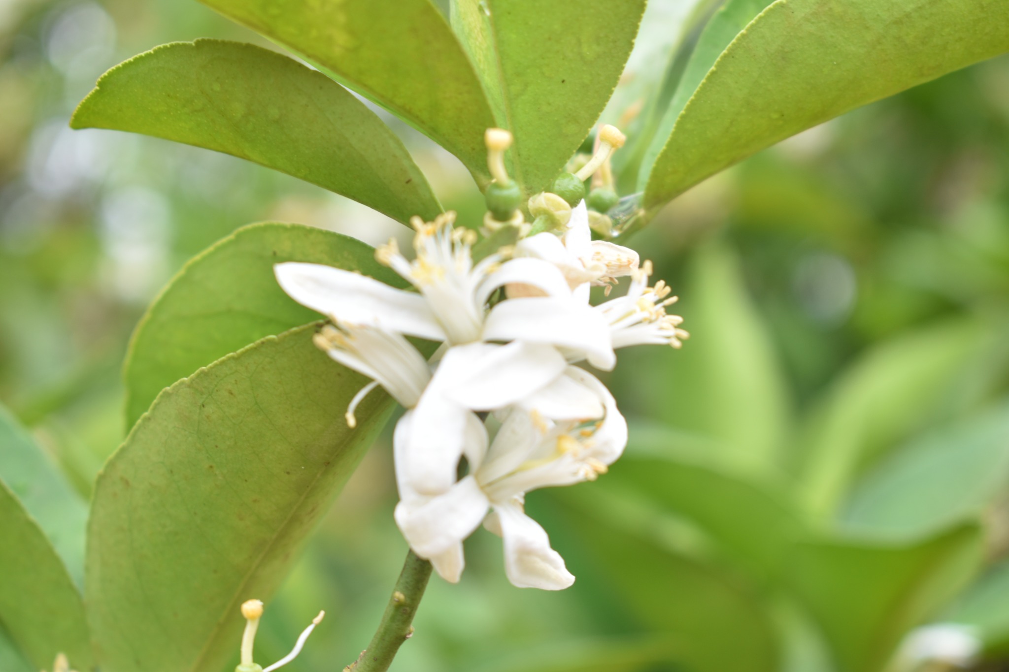 Citrus blossoms at the demonstration farm