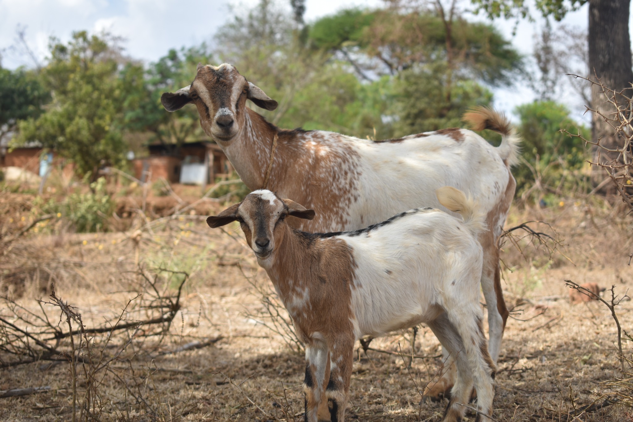 Two goats standing together outdoors