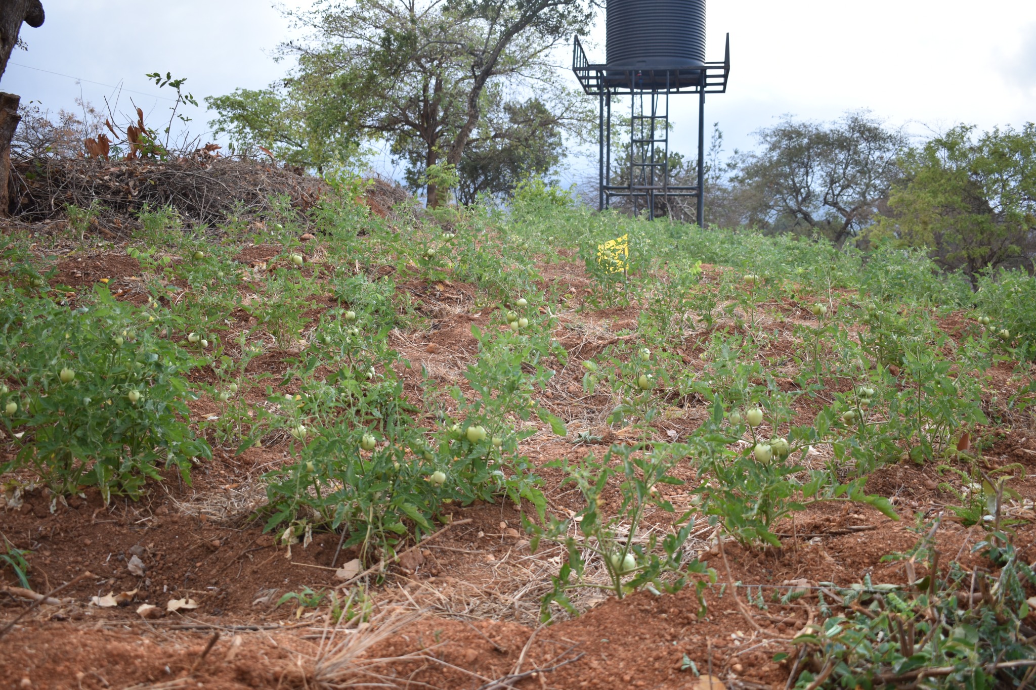 Citrus fruit at the demonstration farm