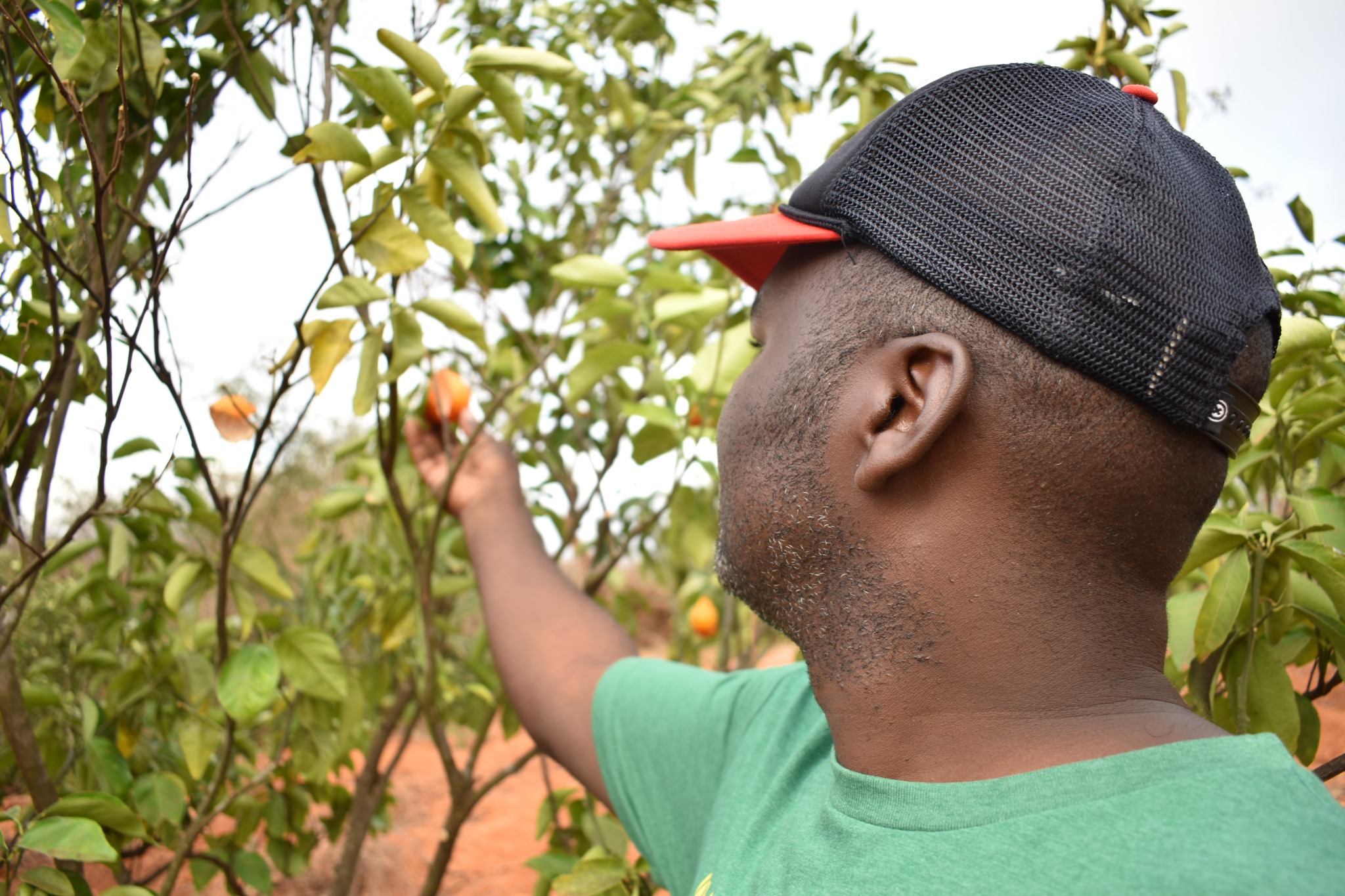 A man tending fruit trees