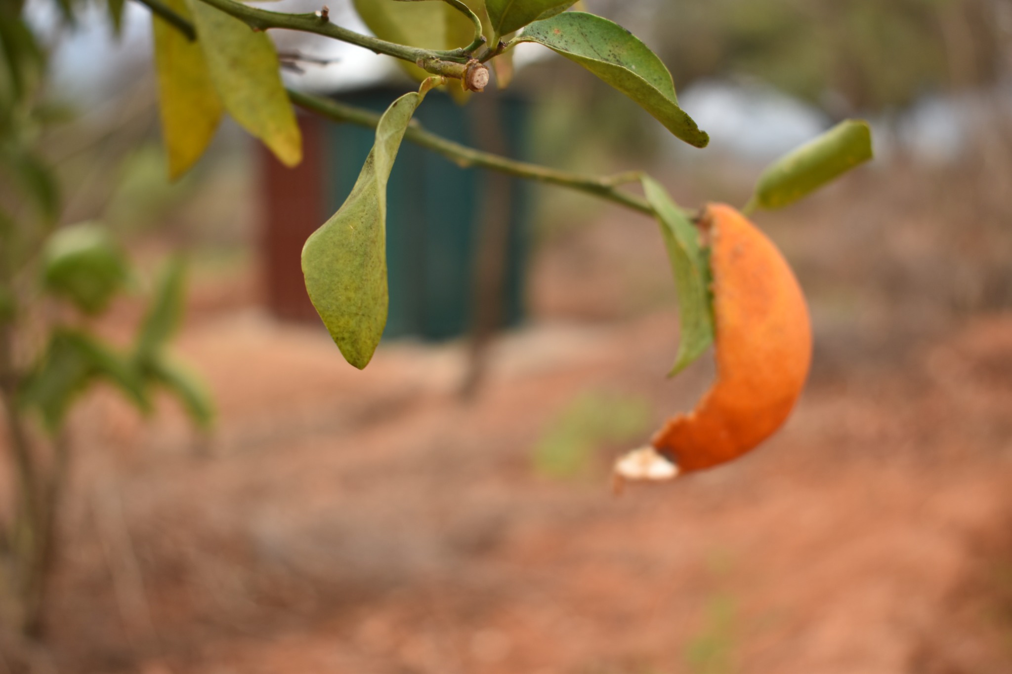 Orchard tree at the demonstration farm
