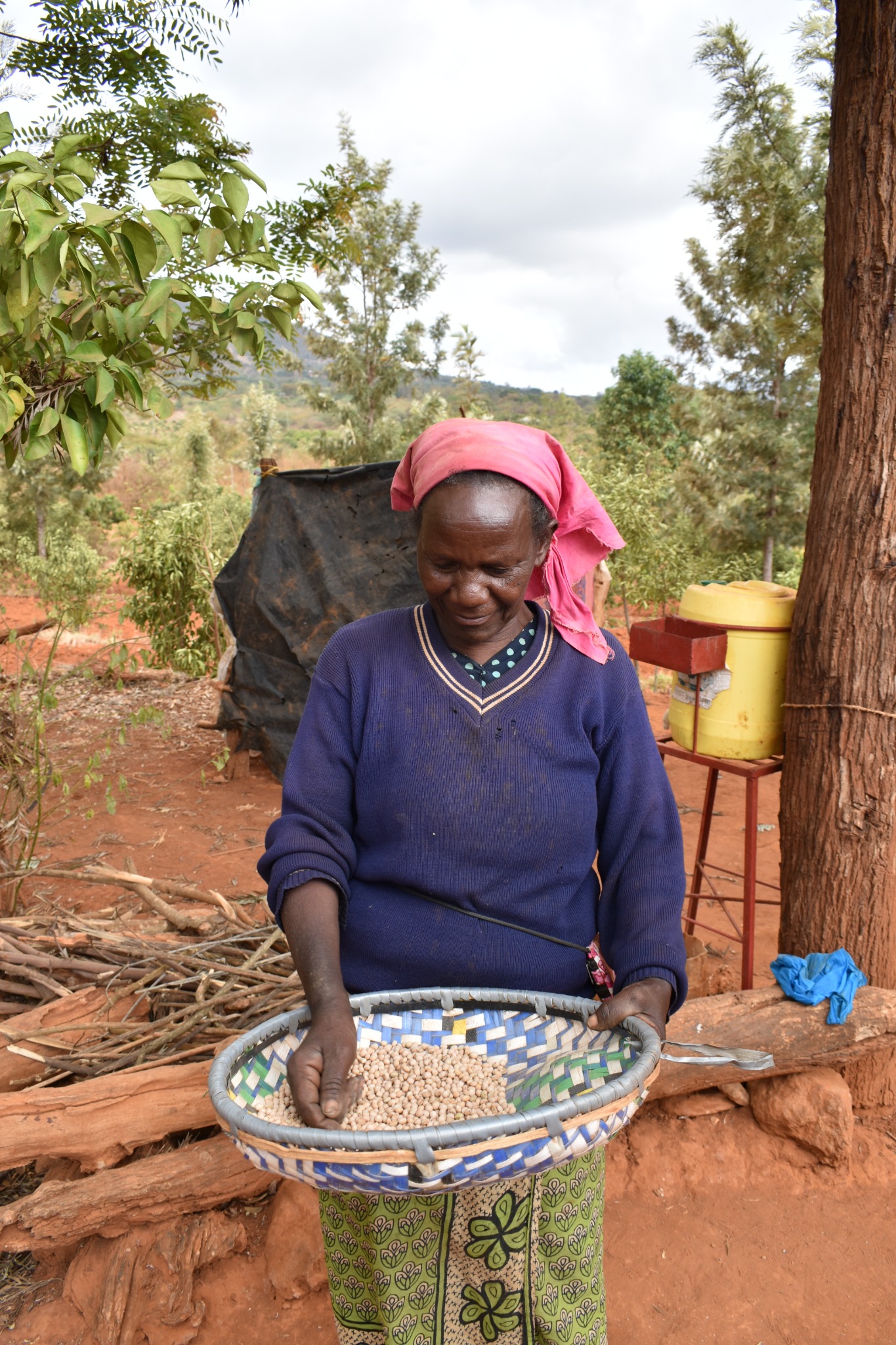 Woman sorting beans after harvest